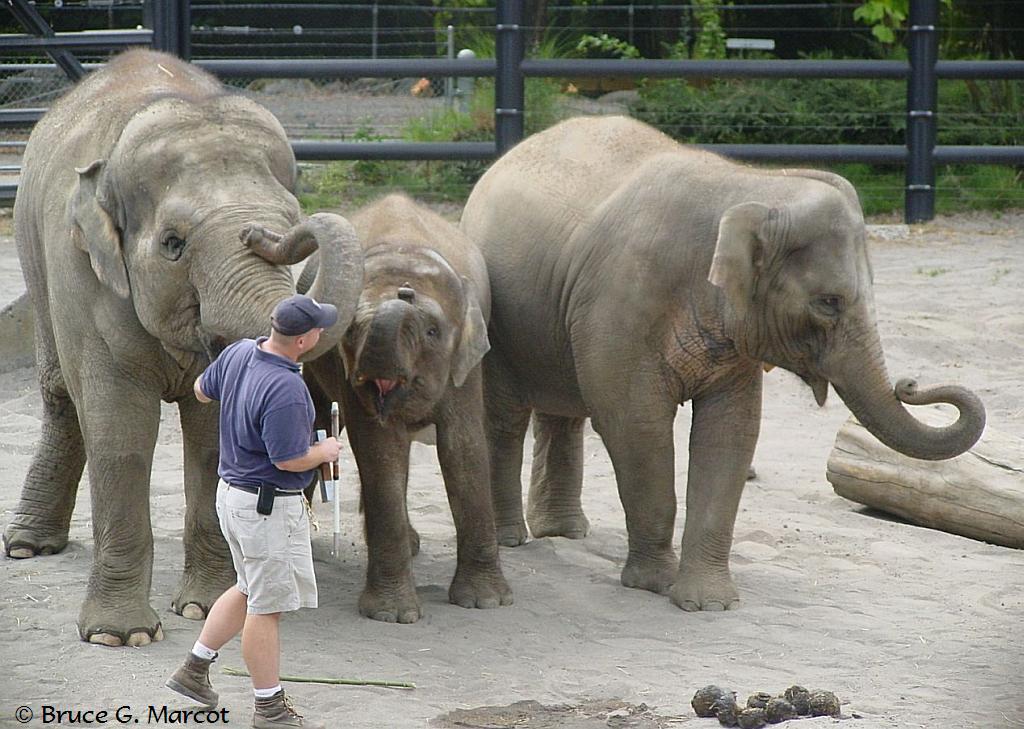 EPOW Ecology Picture of the Week The Pygmy Elephant of Borneo